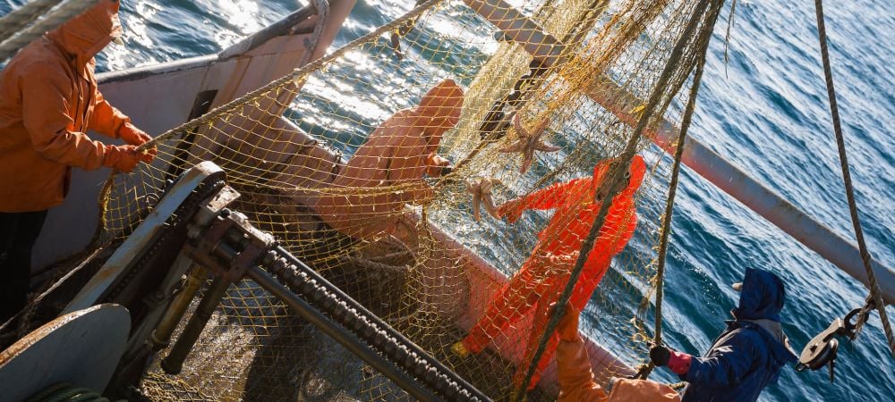 commercial Fishermen choose a trawl with fish
